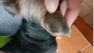 FAST DELIVERY BaoRun P9 PRO Mesin Cukur Elektrik Bulu Domba Dan Hewan Peliharaan Charger Tanpa Kabel