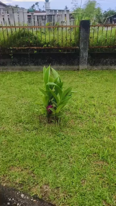 Herbal Daun Kunyit Hitam Segar / Daun Kunyit Hitam Fresh Herbal Rempah Alami