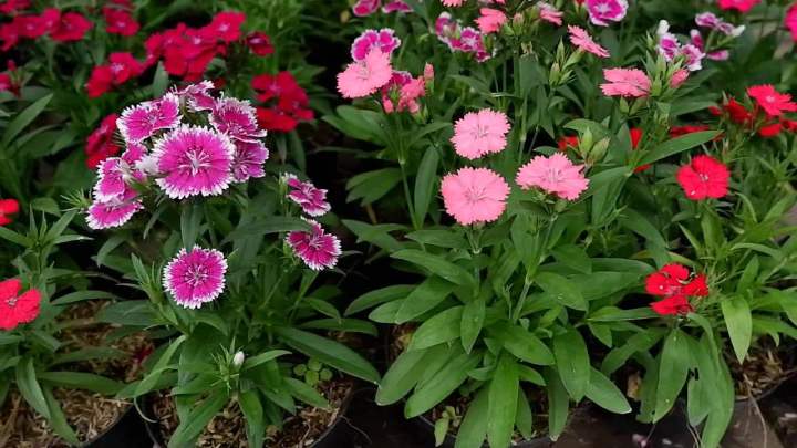 Anak Pokok Bunga Dianthus PINK Live Plants Mix Colour Dianthus Flowers ...