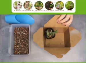 Đá Cầu Vồng- Trồng Sen Đá - Đá Mix Trộn Giá Thể Rãi Mặt Chậu