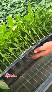 ถาดเพาะกล้า ถาดเพาะชำ ถาดเพาะเมล็ด ต้นอ่อน เมล็ด ไฮโดร 5072105200หลุม ฟองน้ำ กรีนโอ๊ค คอส