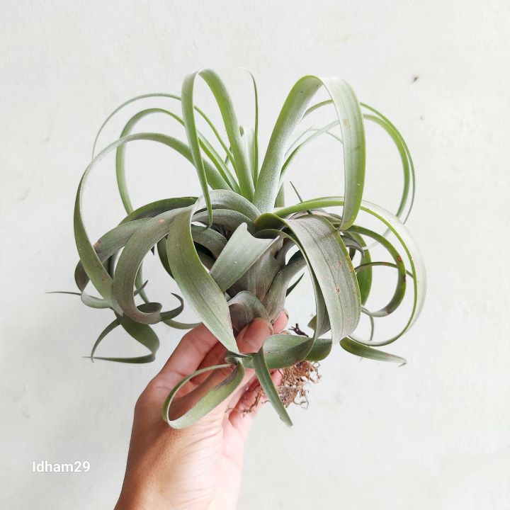 Frontier Plants】チランジア・マイスウィートローズ T. My Sweet Rose