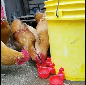 Chicken Water Cups  Automatic Chicken Duck Drinker Cups Plastic Poultry Drinking Water Cups Birds Hen Drink Bowl Home Tool