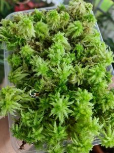Live Sphagnum Moss Fresh [Moss] [GILAGARDEN]
