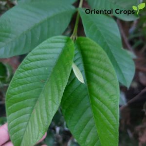 Dahon ng Bayabas Fresh Leaf Plant 100 pcs.