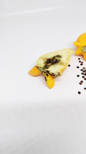 20 pcs SEEDS of NIPPLE FRUIT PLANT