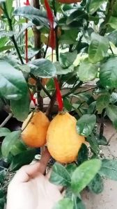 Cây giống chanh vàng mỹ e có cả cây đang quả nhé