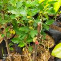Bibit Tanaman Buah Murbei Atau Buah Murbai. 