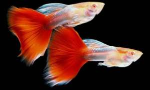 Albino Sky Red Guppy- 天空红 「孔雀鱼」 AquaX With D.O.A. *Ship West & East Malaysia* ~Farm Direct Sell