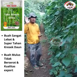 Bibit Benih Buncis Beby Unggul BABY YOUS 100g dari You seed