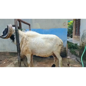 COD BaoRun P7 Alat Mesin Cukur kambing domba di cas Bulu anjing kucing elektrik + Mata Pisau