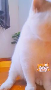 (8kg) Kitchen Flavor อาหารแมว เกรนฟรี “ไม่มีส่วนผสมจากเนื้อหมู” ครบทุกสูตร เกรดHOLISTIC