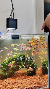 Hồ cá úp ngược bể cá bay kẹp thành trang trí hồ cá chất liệu acrylic siêu trong cao cấp voonline kích thước 13x12x19cm