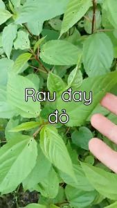 Hạt giống Rau Đay Đỏ RADO 88 Túi 20g(~2500 hạt) Dễ trồng Ít sâu bệnh | Hạt giống Rạng Đông