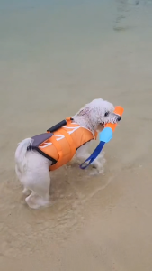 OUTPLAY Bite Stick Dog Toy - Beach Tug Toss