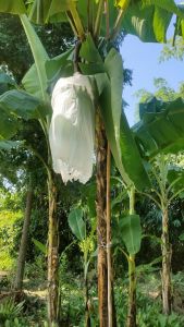 หน่อกล้วยหอมทอง พันธุ์แขนทอง จำนวนจำกัด