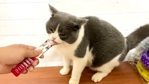 PEIEN STRIP KUCING: Makanan Ringan Kucing Bar 15g Cocok untuk Anak Kucing & Kucing Dewasa