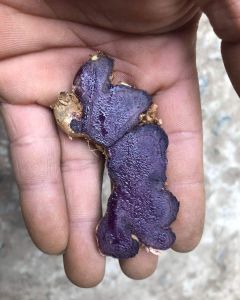 1Kg GỪNG ĐEN tím đậm (Ngãi đenngãi tím) nhà có củ này khỏi lo bị chơi ngãi luôn ạ..
