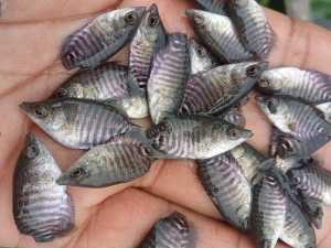 paket isi 50 Gurame soang Nguku terlaris +pakan termurah berkualitas bergaransi