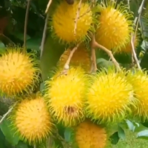 1pc Rooted Seedling Rambutan Gading(10-20cm)