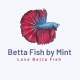 Betta fish by Mint