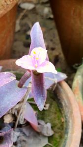 purple queen flowering plant
