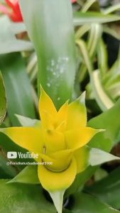 Tanaman Hias Bromelia Guzmania Yellow Murah