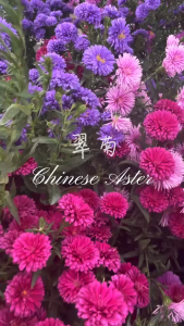 Chinese Aster Flower 翠菊 Random Color by LS Group