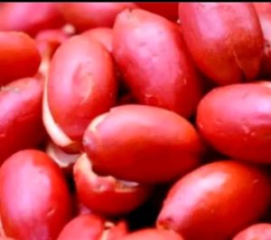 kulit melinjo kulit tangkil super seger 1kg