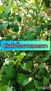 ต้นส้มโอขาวแตงกวา พร้อมปลูก ผลมีรสหวาน เปลือกบาง ผลใหญ่ ปลูกง่าย เหมะสำหรับปลูกในสวนหรือกระถาง