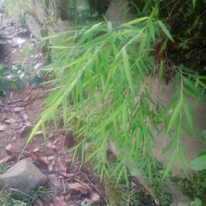 tanaman hias pogonatherum super cantik untuk hiasan