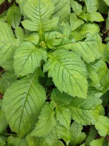 Jual daun sintrong yang memiliki banyak manfaat