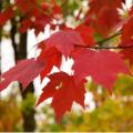 Amefurashi 4 Biji Benih Red Maple Tree Red Maple Pohon Maple Unik. 