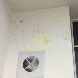 Nước tẩy mốc tường TM-1 (1Lít) tẩy mốc tường nhà trần nhà bê tông. Tẩy Mốc Đa Năng 1 Lít Sản Phẩm Tẩy Mốc Cho Tường Sơn - Lazada