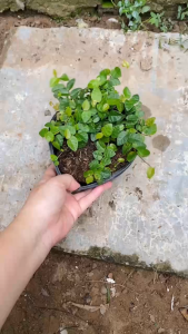 Cây Thằn Lằn - Dây leo bám tường - Decor sân vườn quán cafe!