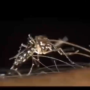 รับประกัน 5 ปี เครื่องดักยุง 2025（ดึงดูดยุงด้วยแสงยูวี ดึงดูดยุงได้อย่างแม่นยำ）ที่ดักยุง ดักยุง เครื่องไล่ยุง ที่ดักยุงไฟฟ้า