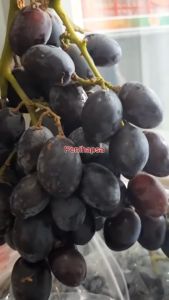 Bibit Anggur Hitam Import Super Manis