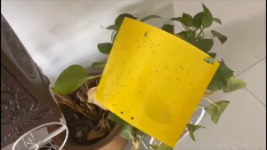 200pcs Strong Flies Traps Bugs Sticky Board 10x20cm Yellow Double-Sided Sticky Insect Board Catching Gnat Traps Killer For Indoor Outdoor Flying Plant Insect Like Fungus Gnats Whiteflies Aphids Leaf Miners Other Flying Plant Insects