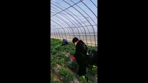 奶油草莓苗四季大株盆栽带果带花食用南方室内外草莓种植好养