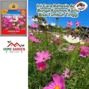 Benih Bibit Biji Bunga COSMOS Import 15 butir Edible flower dan Refugia