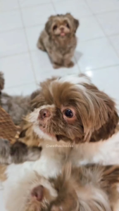 Luscious Recipe All Natural Air Dried Pure Chicken Heart Meat Dog Treats Cat Treats Pure Meat Slices