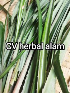 Daun Nanas merah hutan segar 500 gram