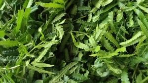 1kg cây dương xỉ sấy khô