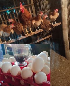 telur tetas ayam elba