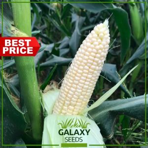"GalaxySeeds" Premium White Lagitan Corn (20 Seeds) for Planting Vegetable Plants + Fertilizer - Sweet Mais Hybrid Seed