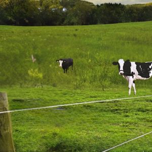 เครื่องควบคุมรั้วไฟฟ้า 220V/12V 2 ระบบ AC/DC (มี 2 แบรนด์ให้เลือกซื้อ ตราเมฆฝน และ ตราทีจี)