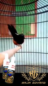RAJA GOYANG SUPER FIGHTER VITAMIN BURUNG MURAI BATU VITAMIN PENGGACOR MURAI ENTENG BONGKAR ISIAN VITAMIN BURUNG BIAR GACOR DOPING BURUNG MURAI LOMBA vitamin raja goyang murai