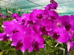 HOA LAN HỒ ĐIỆP DEN LAI TÍM