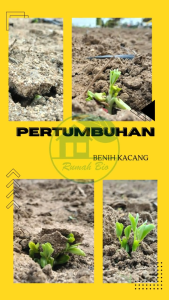 Pupuk Pemicu Pengisian Polong Kacang Organik Cair