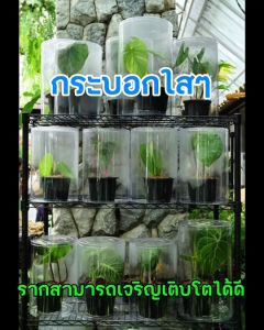 (12ใบ) CY020 กระบอกใสๆ กระบอก E ปาก 54cm สูง 61cm กระบอกพลาสติกใส กระบอกทรงสูง กระบอกอบต้นไม้ กระบอกพลาสติกPVC